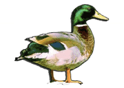 Olympia Lodge hotel logo