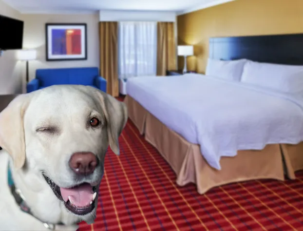 Towneplace Suites Corpus Christi hotel detail image 4