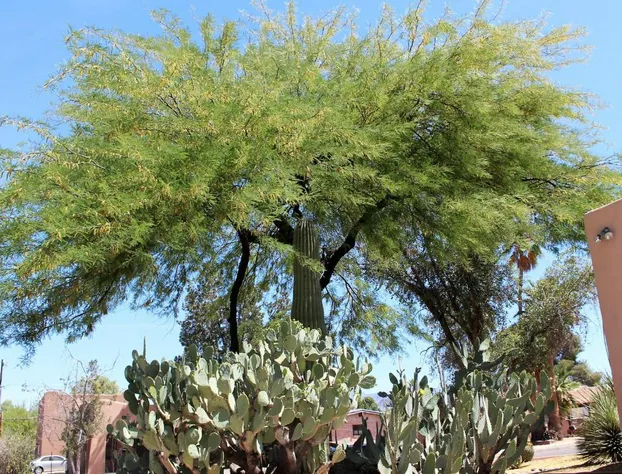 Adobe Rose Inn B&B hotel detail image 4