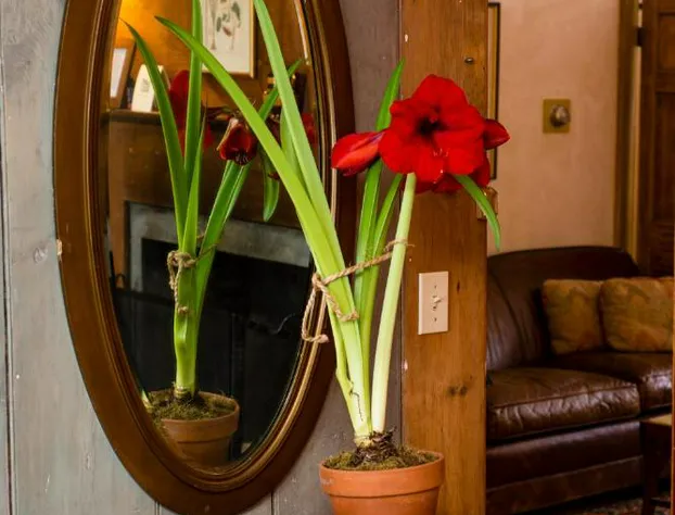 The Old Inn On The Green hotel detail image 2