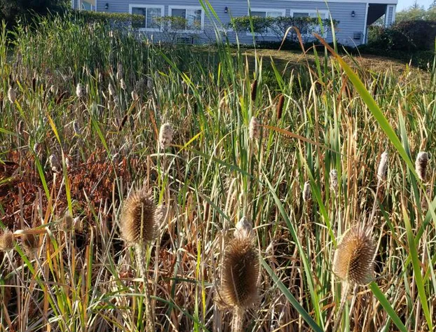 Fidalgo Country Inn hotel detail image 2