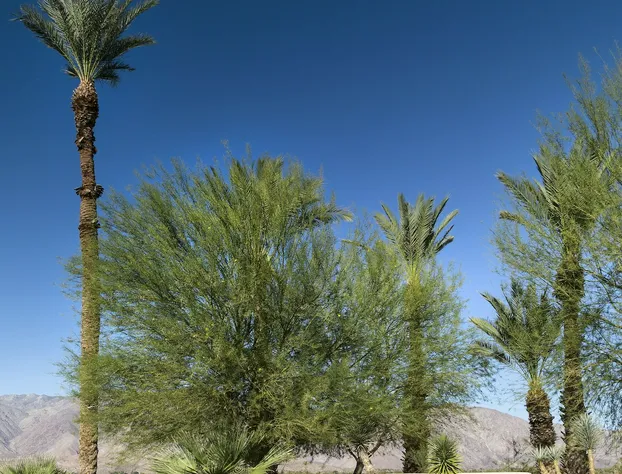 Borrego Springs Resort & Spa hotel detail image 2