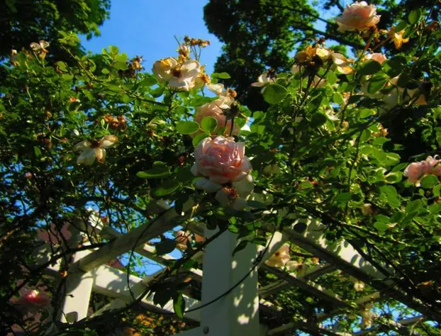 The Queen, A Victorian Bed & Breakfast hotel detail image 4