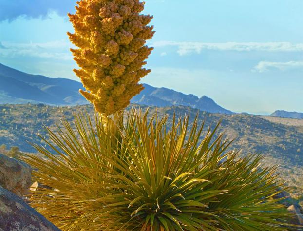 Hyatt Vacation Club at Desert Oasis hotel detail image 2