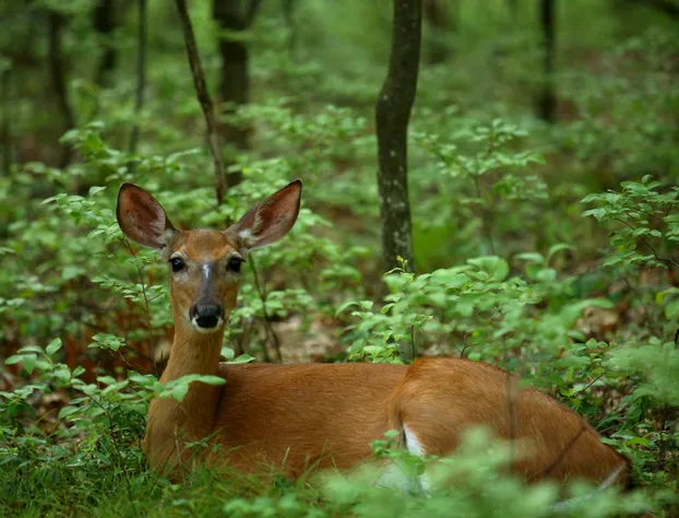 The Lodge at Woodloch hotel detail image 3