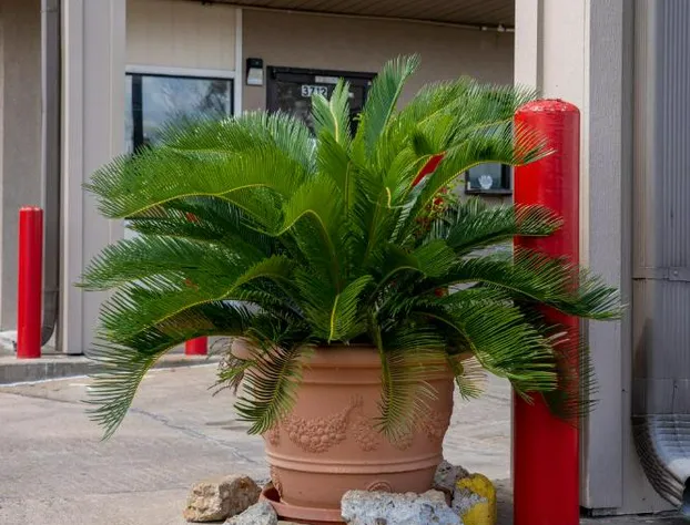 Regency Inn & Suites By OYO Bay City TX hotel detail image 3