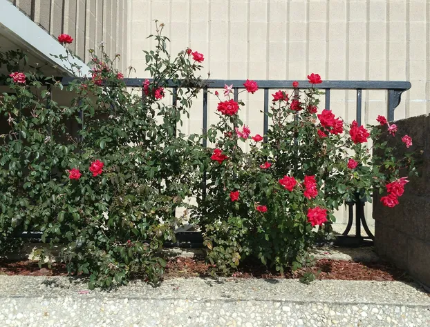 Rodeway Inn & Suites hotel detail image 1