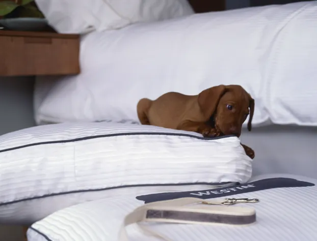 The Westin San Francisco Airport hotel detail image 4