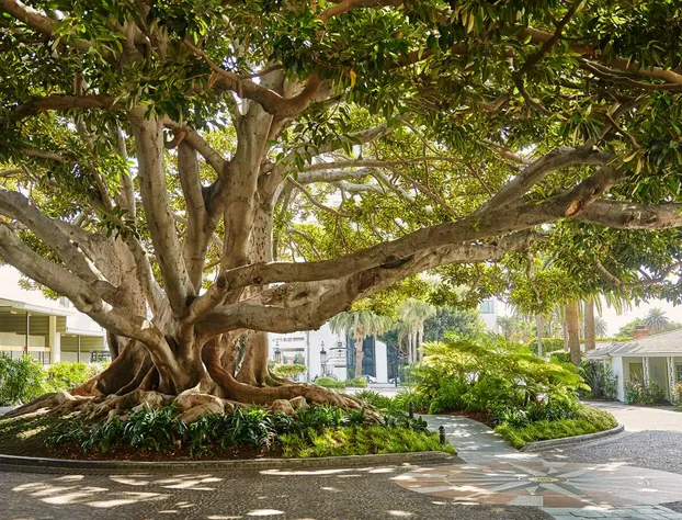 Fairmont Miramar Hotel hotel detail image 2