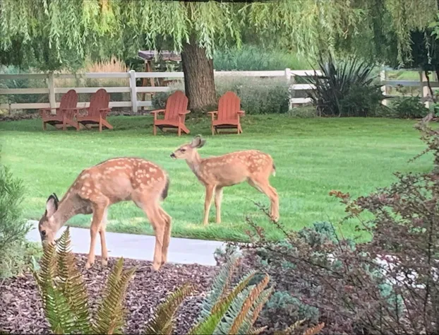 Country Willows Inn and Estate hotel detail image 1