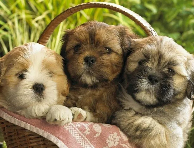 Baymont by Wyndham Knoxville I-75 hotel detail image 3