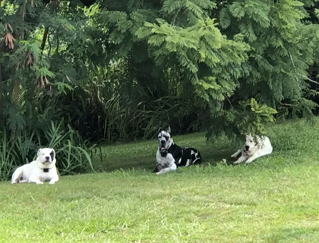 Hawaii Island Resort hotel detail image 1