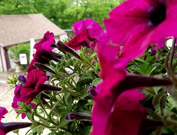 5 Ojo Inn Bed and Breakfast hotel detail image 3