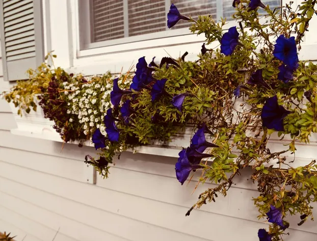 Cape Cod Wishing Well hotel detail image 2