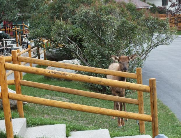 Yellowstone Gateway Inn hotel detail image 4