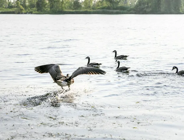 Motel Rideau hotel detail image 3