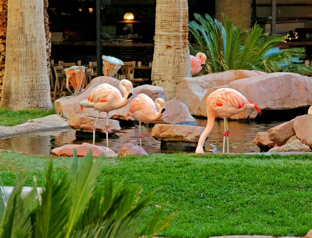 Flamingo Las Vegas Hotel & Casino hotel detail image 3