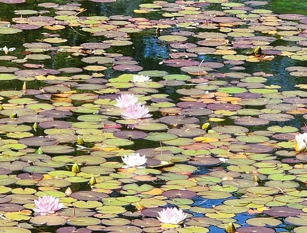 SureStay by Best Western Richmond Vancouver Airport hotel detail image 2