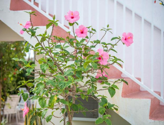 Shore Haven Resort Inn hotel detail image 2