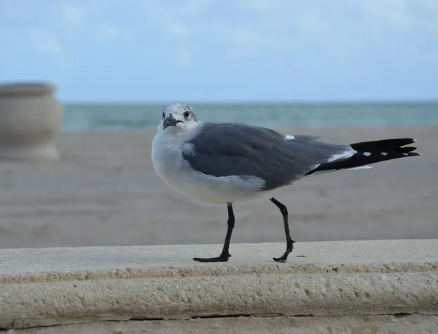 La Terrace Oceanfront hotel detail image 3