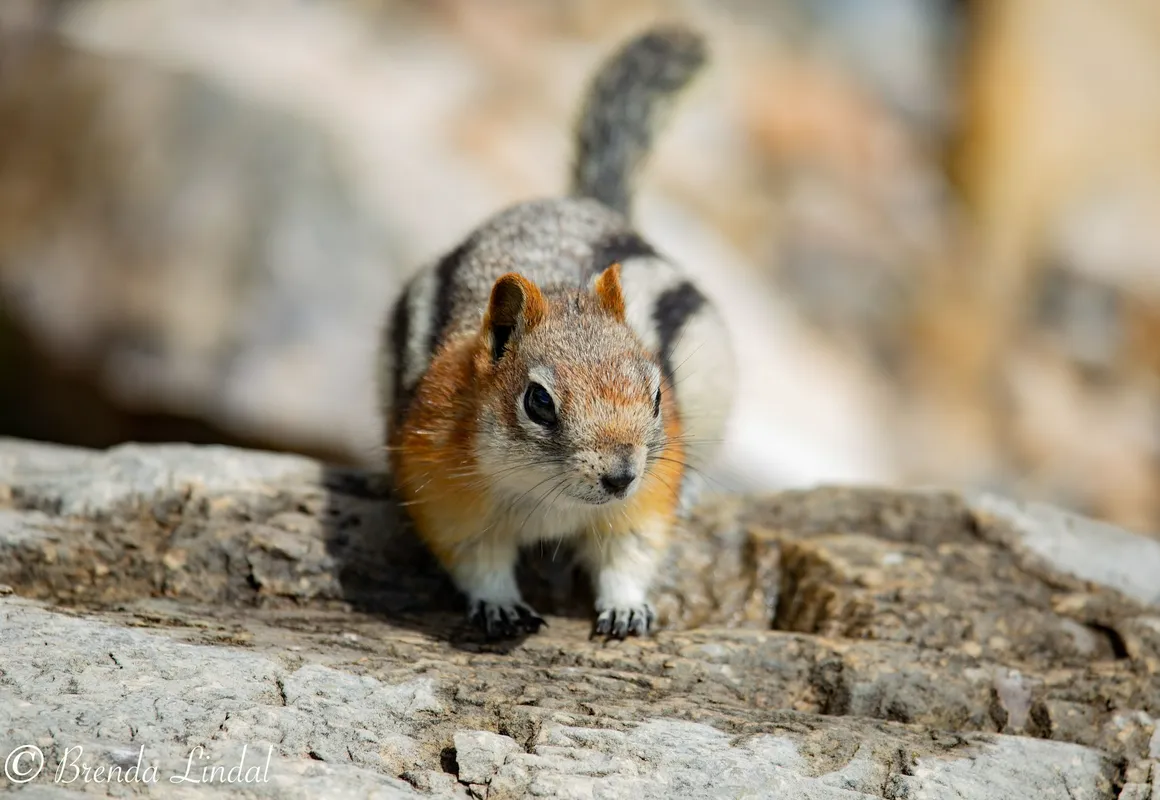 YWCA Banff Hotel hotel hero