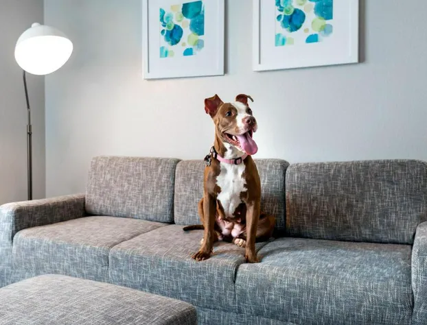 TownePlace Suites Buffalo Airport hotel detail image 3