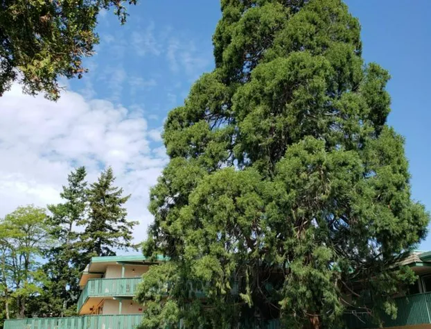 Robin Hood Inn & Suites hotel detail image 4