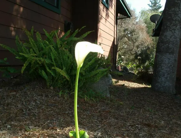 Rosedale Inn hotel detail image 3