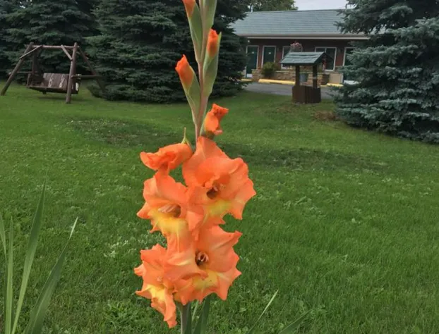 Big Bear Lodge hotel detail image 4