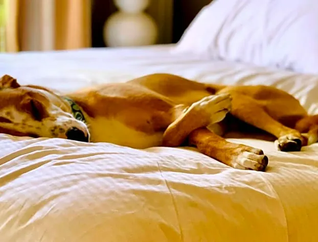 Sonesta Simply Suites Houston W Beltway hotel detail image 2