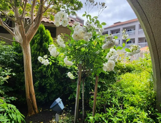 La Quinta Inn & Suites by Wyndham San Francisco Airport West hotel detail image 3