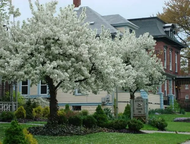 Rocking Horse Inn hotel detail image 4