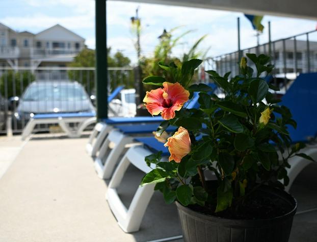 Grecian Gardens Motel hotel detail image 3