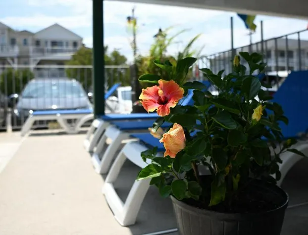 Grecian Gardens Motel hotel detail image 2