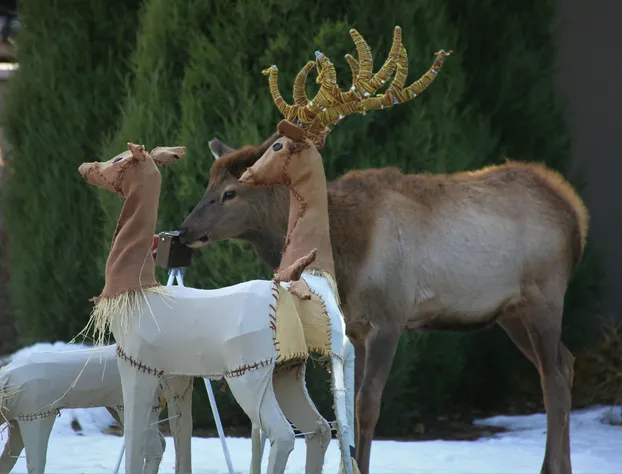 Quality Inn near Rocky Mountain National Park hotel detail image 2