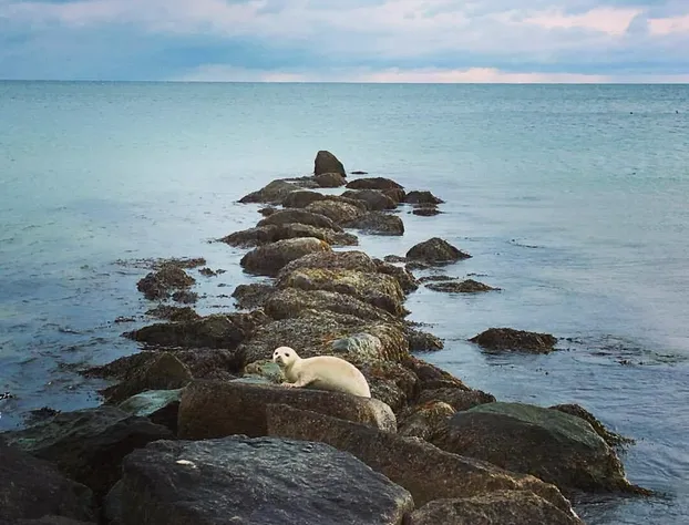 Menemsha Inn & Cottages hotel detail image 1