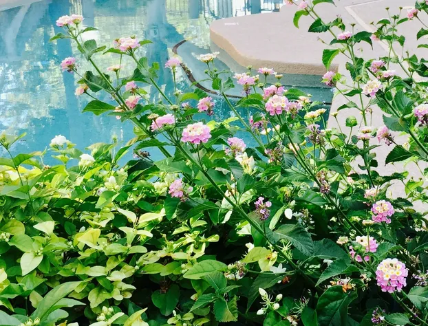 Midtown Garden Inn Phoenix hotel detail image 4