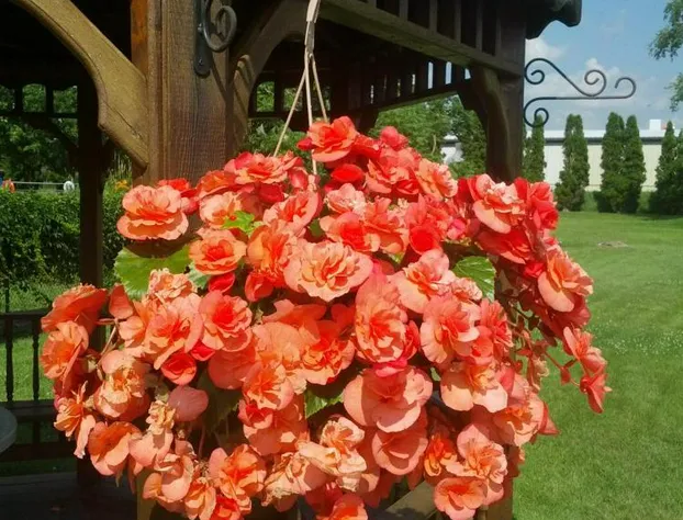 Majers Motel hotel detail image 4