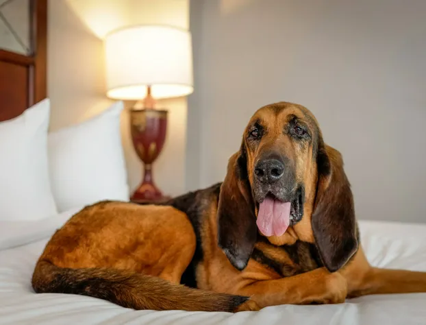 The Battle House Renaissance Mobile Hotel & Spa hotel detail image 4