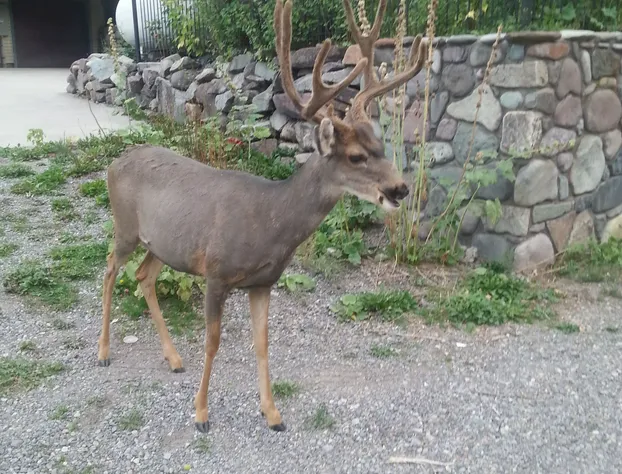 The River's Edge Motel Lodge & Resort hotel detail image 2