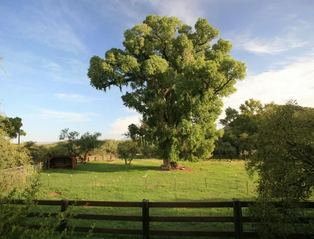 Spirit Tree Inn B&B hotel detail image 1