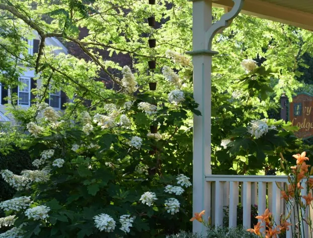 Ivy Lodge Bed & Breakfast hotel detail image 1