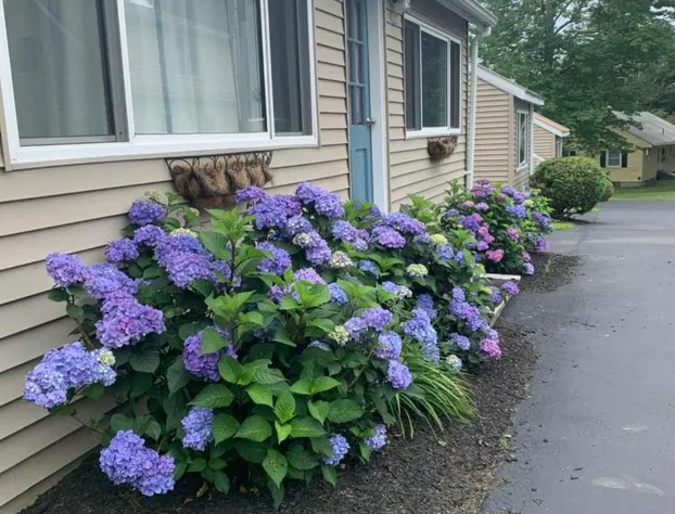 Northeaster Motel hotel detail image 4