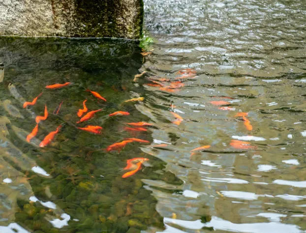 Harrison Lake Hotel hotel detail image 1