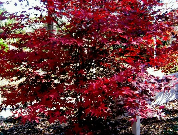 The Cottage Bed & Breakfast hotel detail image 3