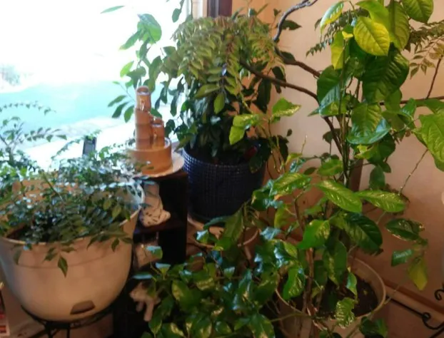 Scottish Inns Fayetteville hotel detail image 1