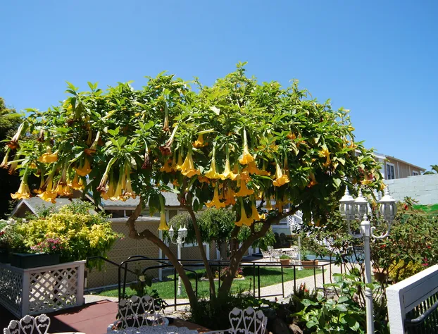 Rose Garden Inn hotel detail image 3