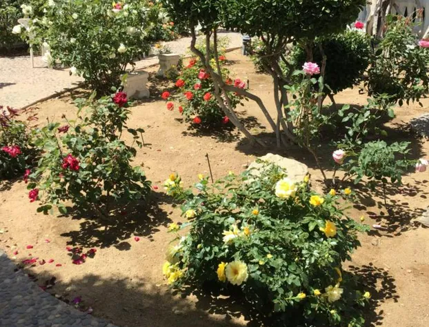 Americas Best Value Inn & Suites Joshua Tree National Park hotel detail image 4