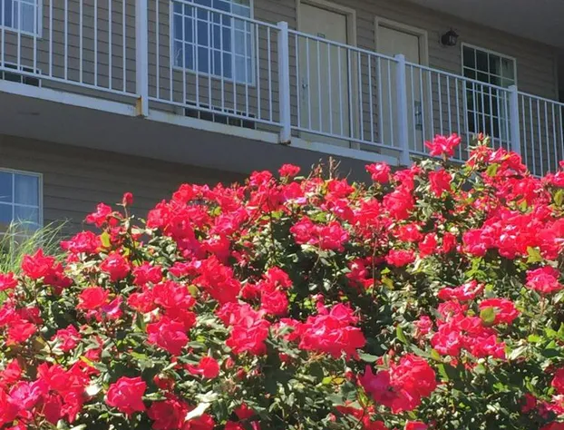 Gazebo Inn hotel detail image 4
