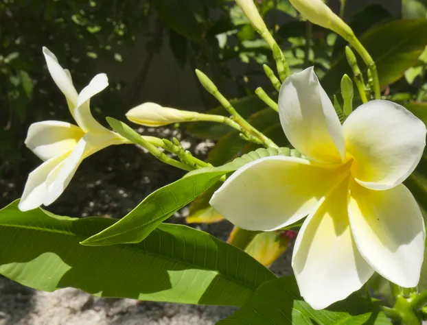 1800 Atlantic Suites hotel detail image 1